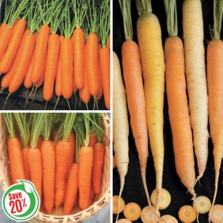 Carrot Collection Thumbnail